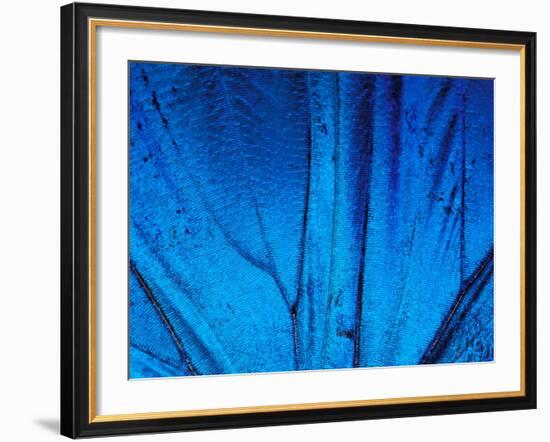 Detail of Blue Morpho Wing, Barro Colorado Island, Panama-Christian Ziegler-Framed Photographic Print