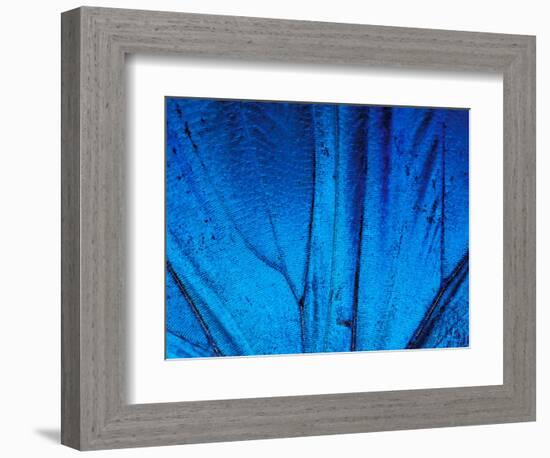 Detail of Blue Morpho Wing, Barro Colorado Island, Panama-Christian Ziegler-Framed Photographic Print