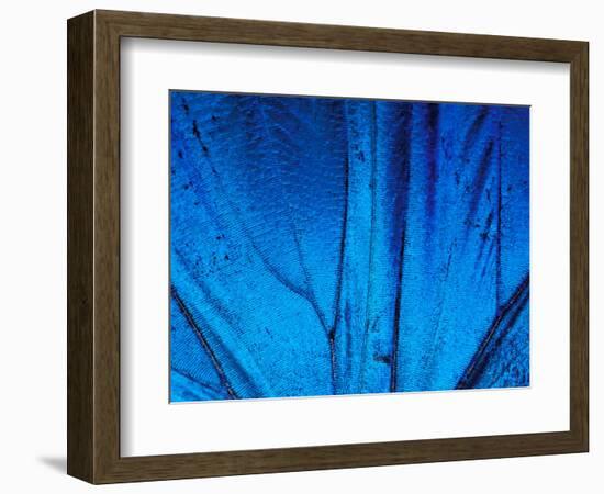 Detail of Blue Morpho Wing, Barro Colorado Island, Panama-Christian Ziegler-Framed Photographic Print