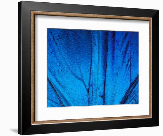 Detail of Blue Morpho Wing, Barro Colorado Island, Panama-Christian Ziegler-Framed Photographic Print