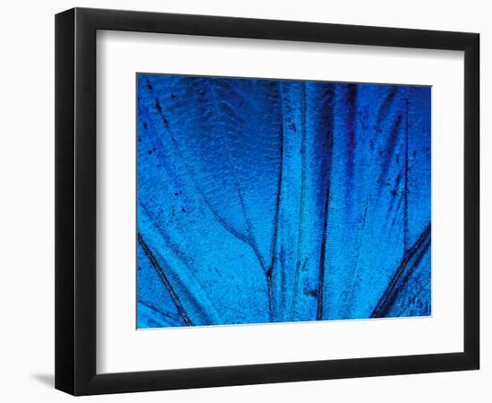 Detail of Blue Morpho Wing, Barro Colorado Island, Panama-Christian Ziegler-Framed Photographic Print