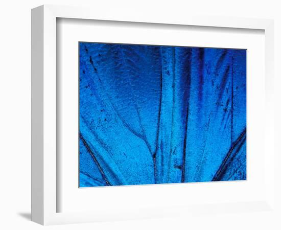 Detail of Blue Morpho Wing, Barro Colorado Island, Panama-Christian Ziegler-Framed Photographic Print