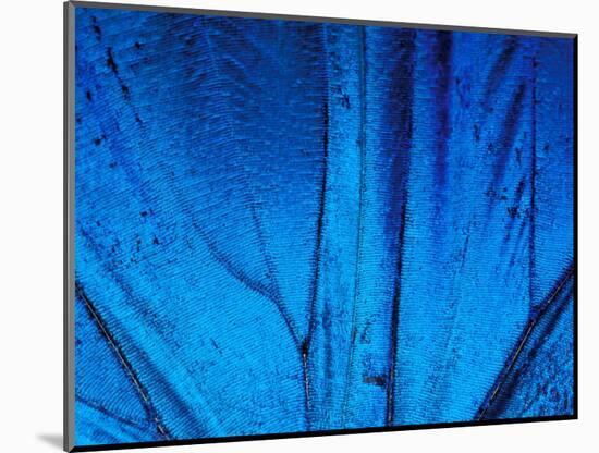 Detail of Blue Morpho Wing, Barro Colorado Island, Panama-Christian Ziegler-Mounted Photographic Print