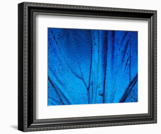 Detail of Blue Morpho Wing, Barro Colorado Island, Panama-Christian Ziegler-Framed Photographic Print