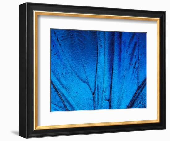 Detail of Blue Morpho Wing, Barro Colorado Island, Panama-Christian Ziegler-Framed Photographic Print