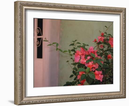 Detail of Bougenvilla in Bloom, Puerto Vallarta, Mexico-Merrill Images-Framed Photographic Print