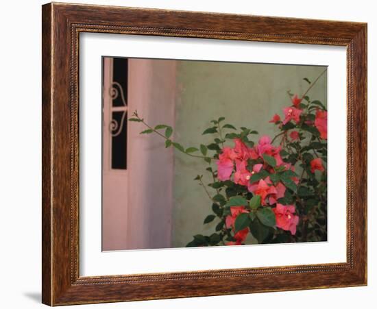 Detail of Bougenvilla in Bloom, Puerto Vallarta, Mexico-Merrill Images-Framed Photographic Print