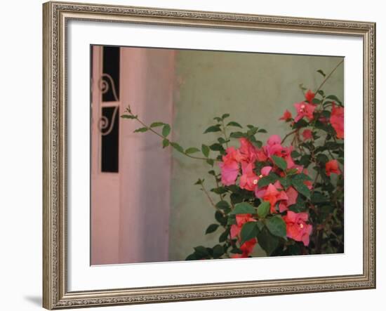 Detail of Bougenvilla in Bloom, Puerto Vallarta, Mexico-Merrill Images-Framed Photographic Print