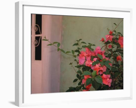 Detail of Bougenvilla in Bloom, Puerto Vallarta, Mexico-Merrill Images-Framed Photographic Print