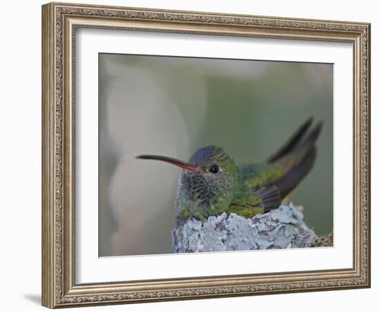 Detail of Buff-Bellied Hummingbird Sitting on Nest Atop Cactus Plant, Raymondville, Texas, USA-Arthur Morris-Framed Photographic Print