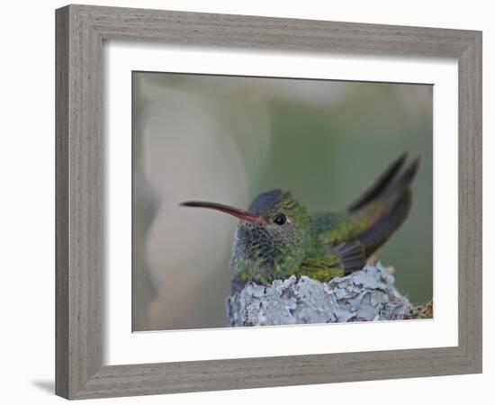 Detail of Buff-Bellied Hummingbird Sitting on Nest Atop Cactus Plant, Raymondville, Texas, USA-Arthur Morris-Framed Photographic Print