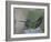 Detail of Buff-Bellied Hummingbird Sitting on Nest Atop Cactus Plant, Raymondville, Texas, USA-Arthur Morris-Framed Photographic Print