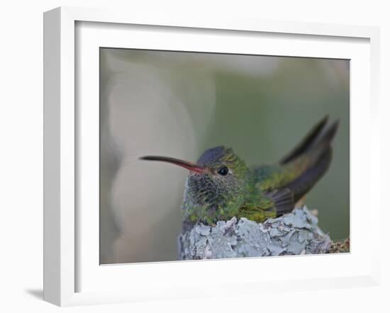 Detail of Buff-Bellied Hummingbird Sitting on Nest Atop Cactus Plant, Raymondville, Texas, USA-Arthur Morris-Framed Photographic Print