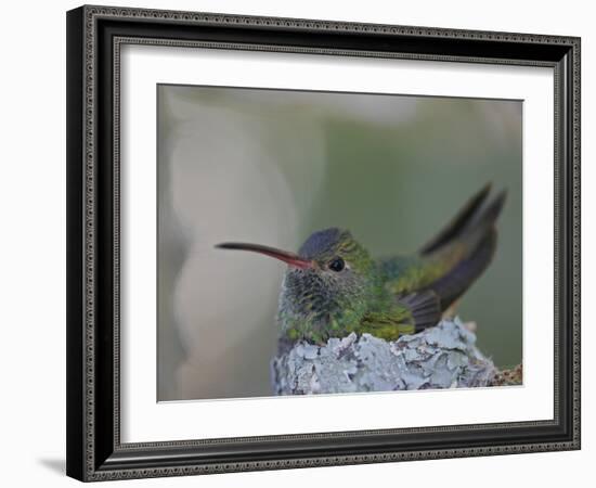 Detail of Buff-Bellied Hummingbird Sitting on Nest Atop Cactus Plant, Raymondville, Texas, USA-Arthur Morris-Framed Photographic Print