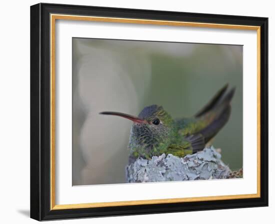 Detail of Buff-Bellied Hummingbird Sitting on Nest Atop Cactus Plant, Raymondville, Texas, USA-Arthur Morris-Framed Photographic Print