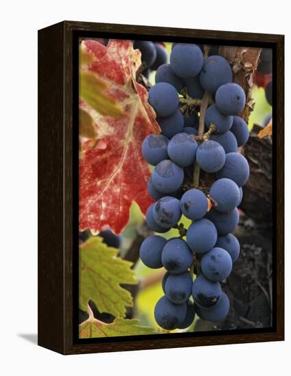 Detail of Cabernet Savignon Grapes on the Vine in Napa Valley, California, USA-Dennis Flaherty-Framed Premier Image Canvas