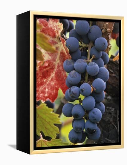 Detail of Cabernet Savignon Grapes on the Vine in Napa Valley, California, USA-Dennis Flaherty-Framed Premier Image Canvas