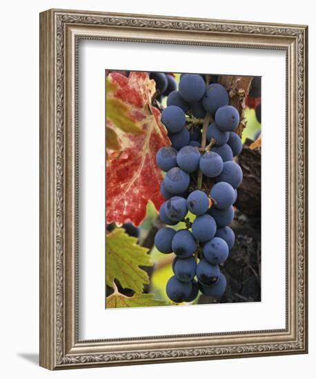 Detail of Cabernet Savignon Grapes on the Vine in Napa Valley, California, USA-Dennis Flaherty-Framed Photographic Print