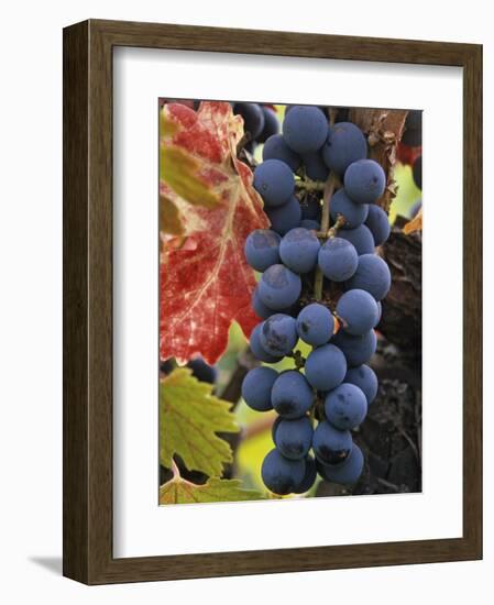 Detail of Cabernet Savignon Grapes on the Vine in Napa Valley, California, USA-Dennis Flaherty-Framed Photographic Print