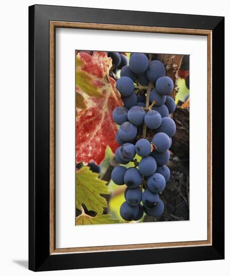 Detail of Cabernet Savignon Grapes on the Vine in Napa Valley, California, USA-Dennis Flaherty-Framed Photographic Print