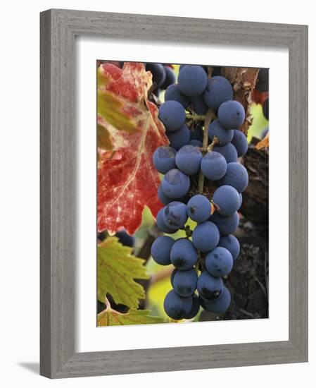 Detail of Cabernet Savignon Grapes on the Vine in Napa Valley, California, USA-Dennis Flaherty-Framed Photographic Print