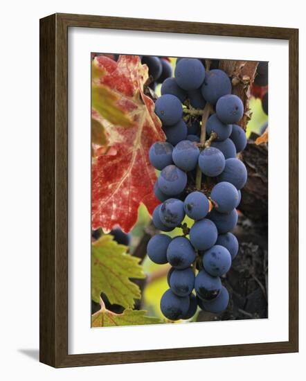 Detail of Cabernet Savignon Grapes on the Vine in Napa Valley, California, USA-Dennis Flaherty-Framed Photographic Print