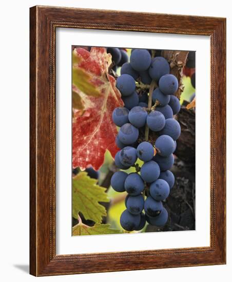 Detail of Cabernet Savignon Grapes on the Vine in Napa Valley, California, USA-Dennis Flaherty-Framed Photographic Print