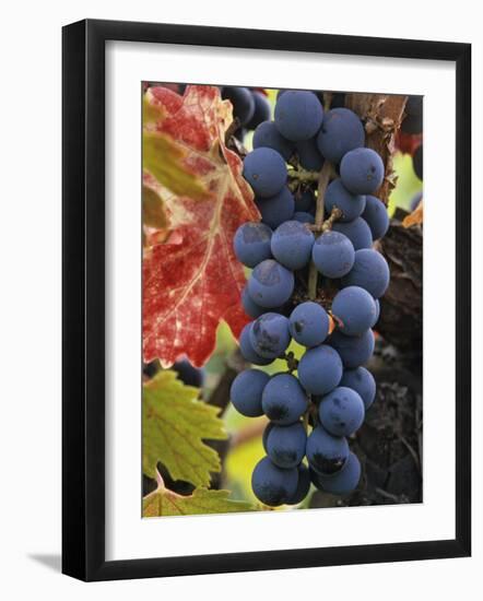 Detail of Cabernet Savignon Grapes on the Vine in Napa Valley, California, USA-Dennis Flaherty-Framed Photographic Print