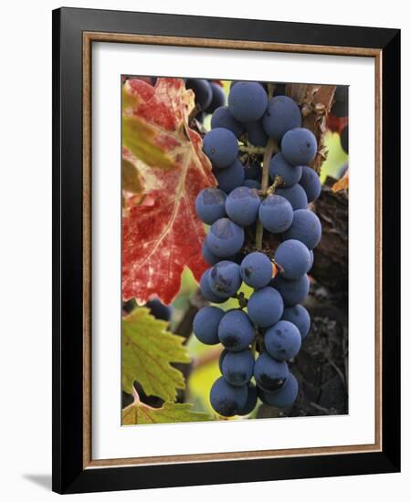 Detail of Cabernet Savignon Grapes on the Vine in Napa Valley, California, USA-Dennis Flaherty-Framed Photographic Print