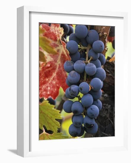 Detail of Cabernet Savignon Grapes on the Vine in Napa Valley, California, USA-Dennis Flaherty-Framed Photographic Print