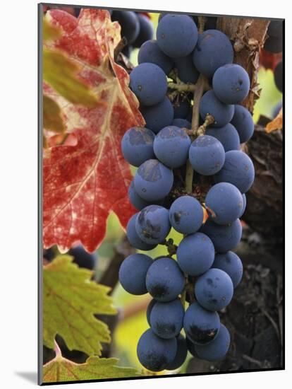 Detail of Cabernet Savignon Grapes on the Vine in Napa Valley, California, USA-Dennis Flaherty-Mounted Photographic Print