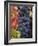 Detail of Cabernet Savignon Grapes on the Vine in Napa Valley, California, USA-Dennis Flaherty-Framed Photographic Print