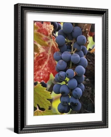 Detail of Cabernet Savignon Grapes on the Vine in Napa Valley, California, USA-Dennis Flaherty-Framed Photographic Print