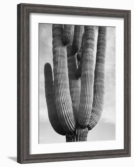 Detail of cactus Saguaros, Saguro National Monument, Arizona, ca. 1941-1942-Ansel Adams-Framed Art Print