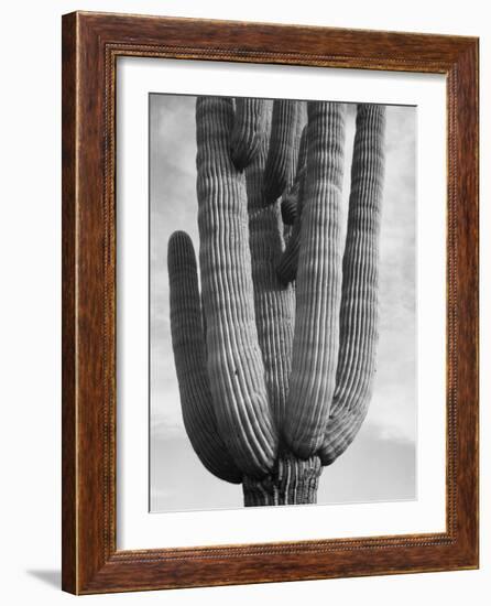 Detail of cactus Saguaros, Saguro National Monument, Arizona, ca. 1941-1942-Ansel Adams-Framed Art Print