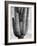 Detail of cactus Saguaros, Saguro National Monument, Arizona, ca. 1941-1942-Ansel Adams-Framed Art Print