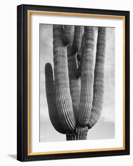 Detail of cactus Saguaros, Saguro National Monument, Arizona, ca. 1941-1942-Ansel Adams-Framed Art Print