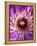 Detail of Clematis Flower-Darrell Gulin-Framed Premier Image Canvas