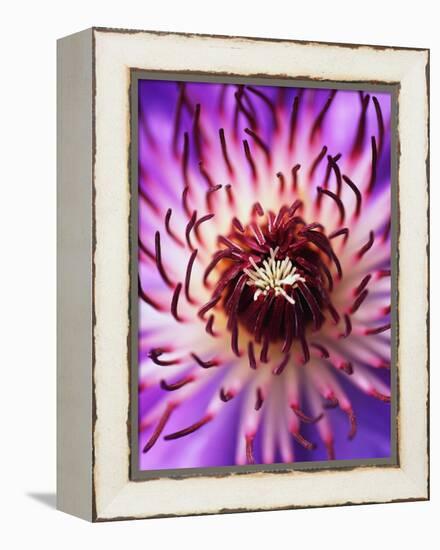 Detail of Clematis Flower-Darrell Gulin-Framed Premier Image Canvas