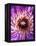 Detail of Clematis Flower-Darrell Gulin-Framed Premier Image Canvas