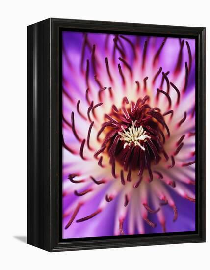 Detail of Clematis Flower-Darrell Gulin-Framed Premier Image Canvas