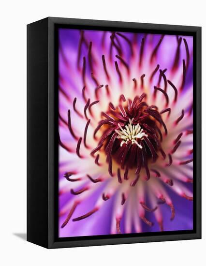 Detail of Clematis Flower-Darrell Gulin-Framed Premier Image Canvas