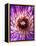 Detail of Clematis Flower-Darrell Gulin-Framed Premier Image Canvas