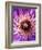 Detail of Clematis Flower-Darrell Gulin-Framed Photographic Print