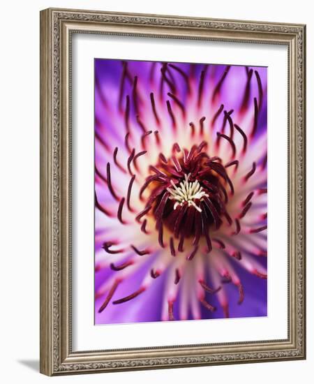 Detail of Clematis Flower-Darrell Gulin-Framed Photographic Print