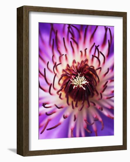 Detail of Clematis Flower-Darrell Gulin-Framed Photographic Print