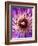 Detail of Clematis Flower-Darrell Gulin-Framed Photographic Print