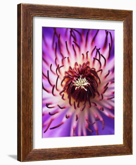 Detail of Clematis Flower-Darrell Gulin-Framed Photographic Print