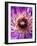 Detail of Clematis Flower-Darrell Gulin-Framed Photographic Print