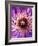 Detail of Clematis Flower-Darrell Gulin-Framed Photographic Print